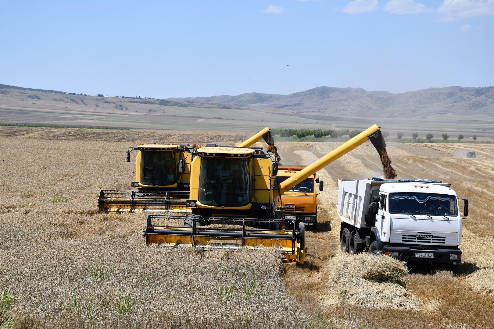 Azərbaycanda 8 ayda 10 milyard manatdan çox kənd təsərrüfatı məhsulu istehsal edilib